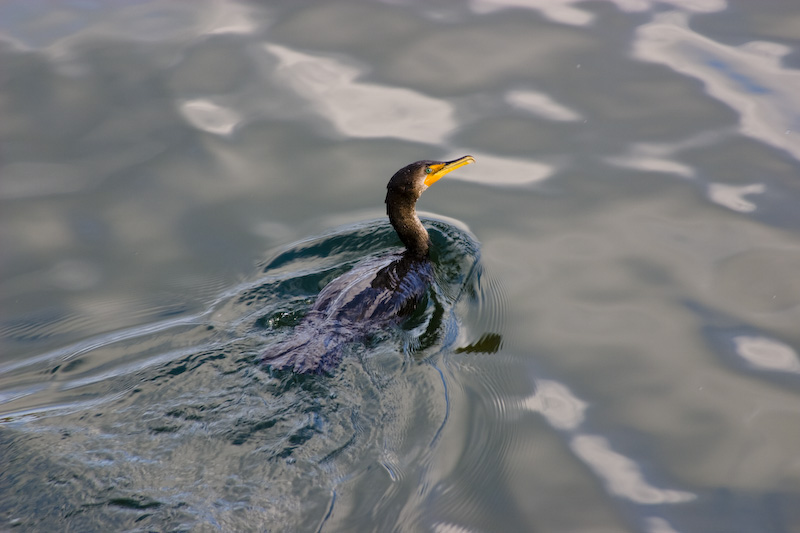 Double-Crested Cormorant